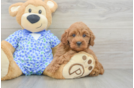 Cute Mini Goldendoodle Baby