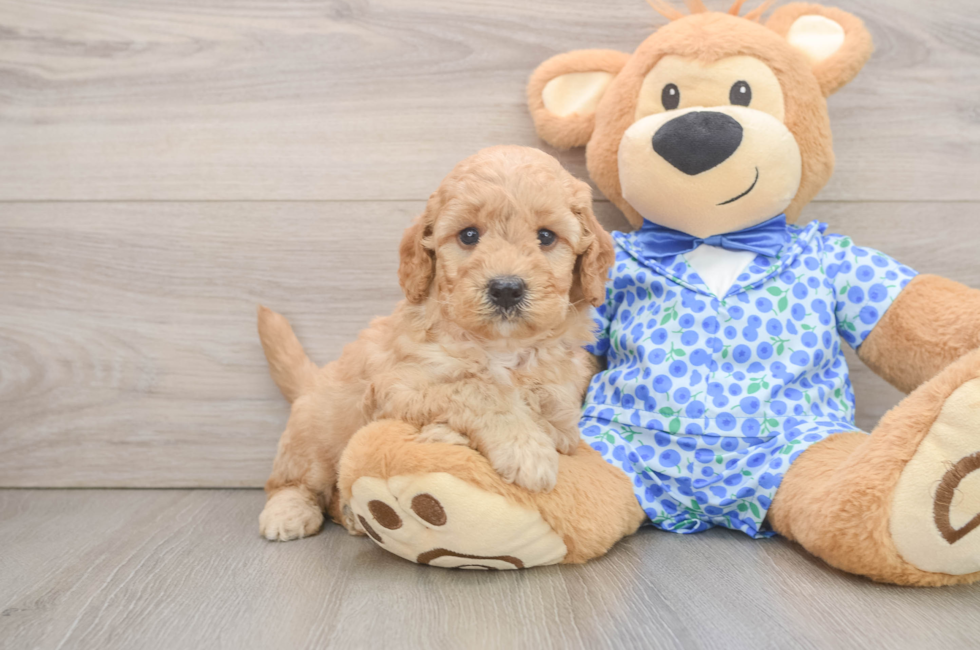 6 week old Mini Goldendoodle Puppy For Sale - Florida Fur Babies