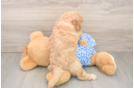 Mini Goldendoodle Pup Being Cute
