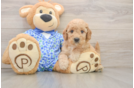 Mini Goldendoodle Puppy for Adoption