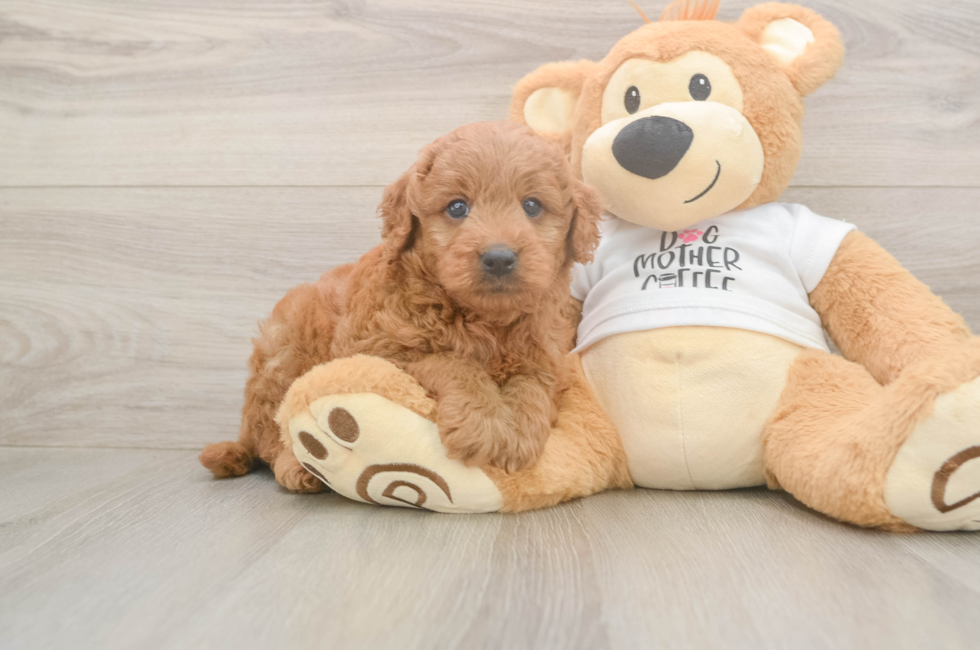 6 week old Mini Goldendoodle Puppy For Sale - Florida Fur Babies