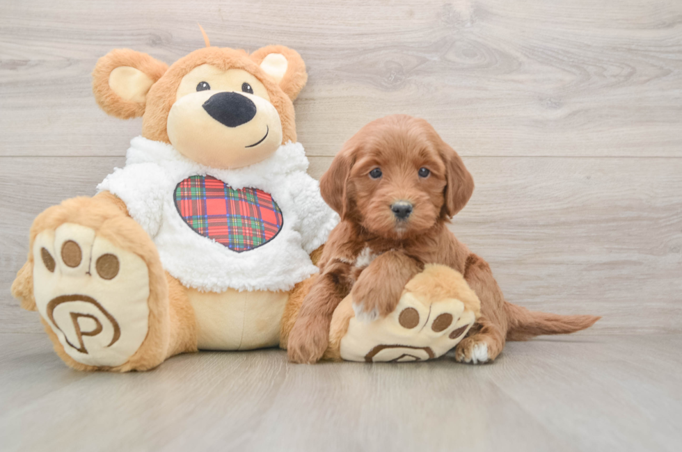 5 week old Mini Goldendoodle Puppy For Sale - Florida Fur Babies
