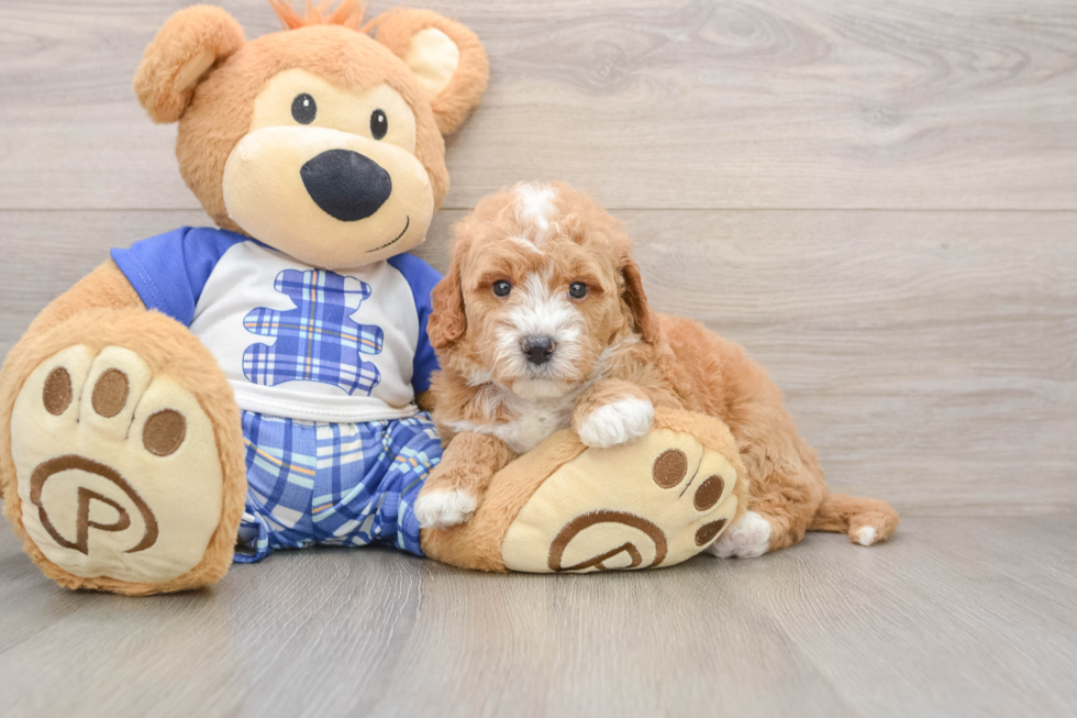 Energetic Golden Doodle Poodle Mix Puppy