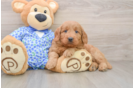 Popular Mini Goldendoodle Poodle Mix Pup