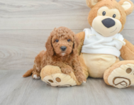 8 week old Mini Goldendoodle Puppy For Sale - Florida Fur Babies