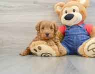 7 week old Mini Goldendoodle Puppy For Sale - Florida Fur Babies