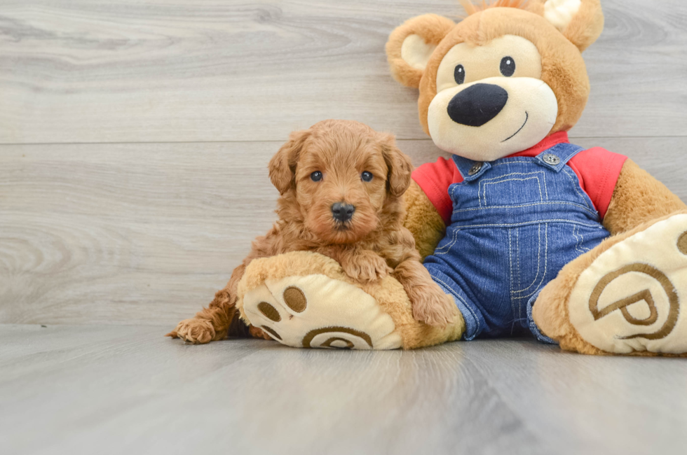 5 week old Mini Goldendoodle Puppy For Sale - Florida Fur Babies