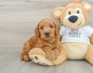 8 week old Mini Goldendoodle Puppy For Sale - Florida Fur Babies