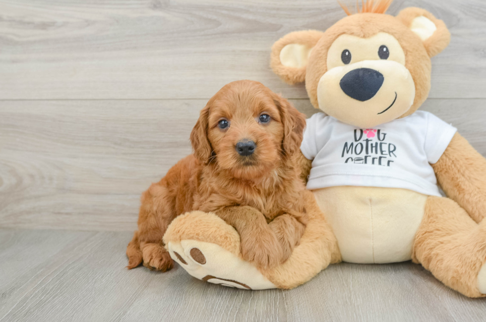 6 week old Mini Goldendoodle Puppy For Sale - Florida Fur Babies