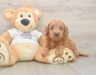 7 week old Mini Goldendoodle Puppy For Sale - Florida Fur Babies