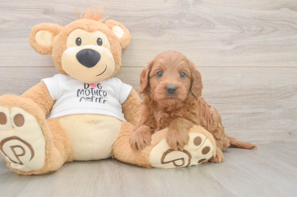 6 week old Mini Goldendoodle Puppy For Sale - Florida Fur Babies