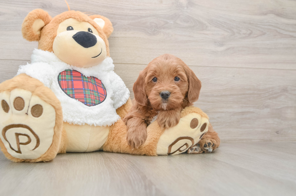 5 week old Mini Goldendoodle Puppy For Sale - Florida Fur Babies