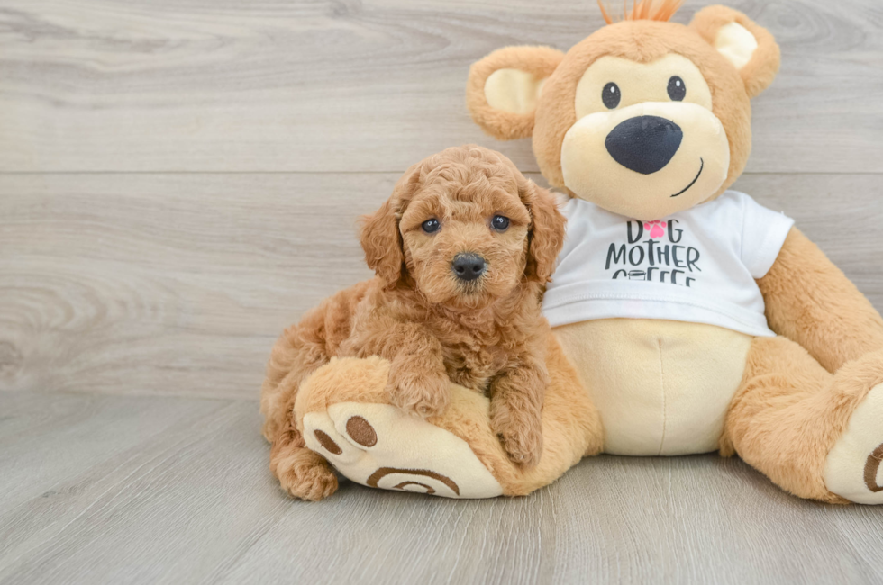 6 week old Mini Goldendoodle Puppy For Sale - Florida Fur Babies