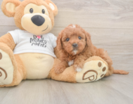 7 week old Mini Goldendoodle Puppy For Sale - Florida Fur Babies