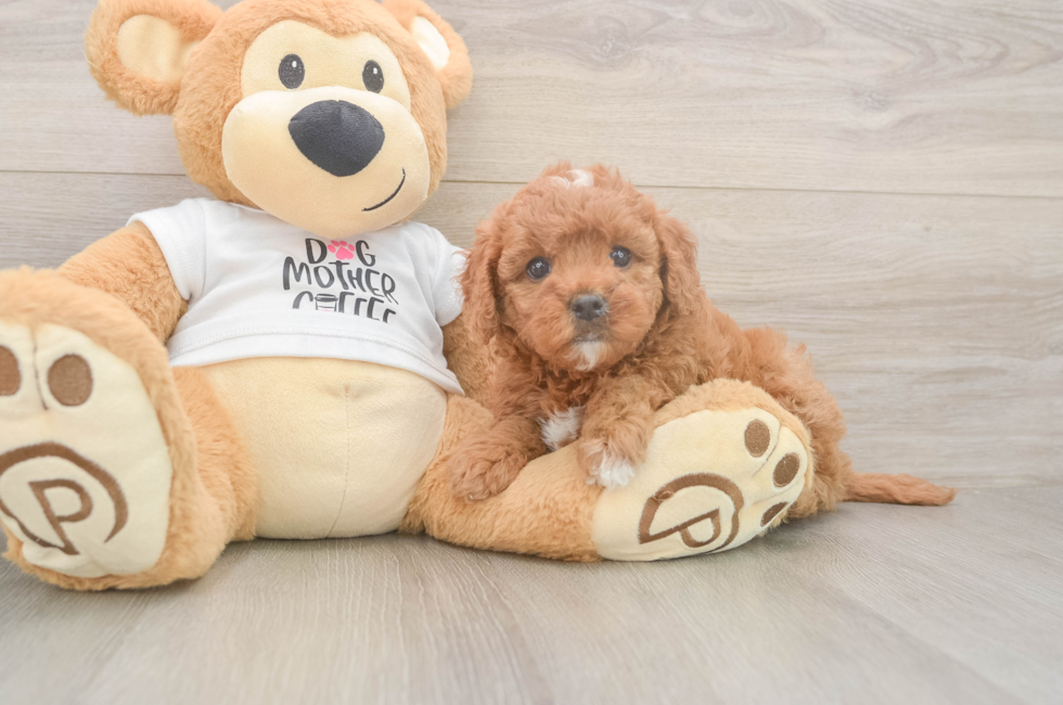 6 week old Mini Goldendoodle Puppy For Sale - Florida Fur Babies