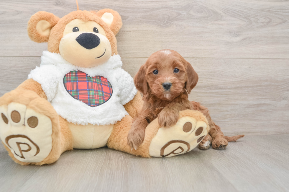 5 week old Mini Goldendoodle Puppy For Sale - Florida Fur Babies