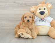 8 week old Mini Goldendoodle Puppy For Sale - Florida Fur Babies