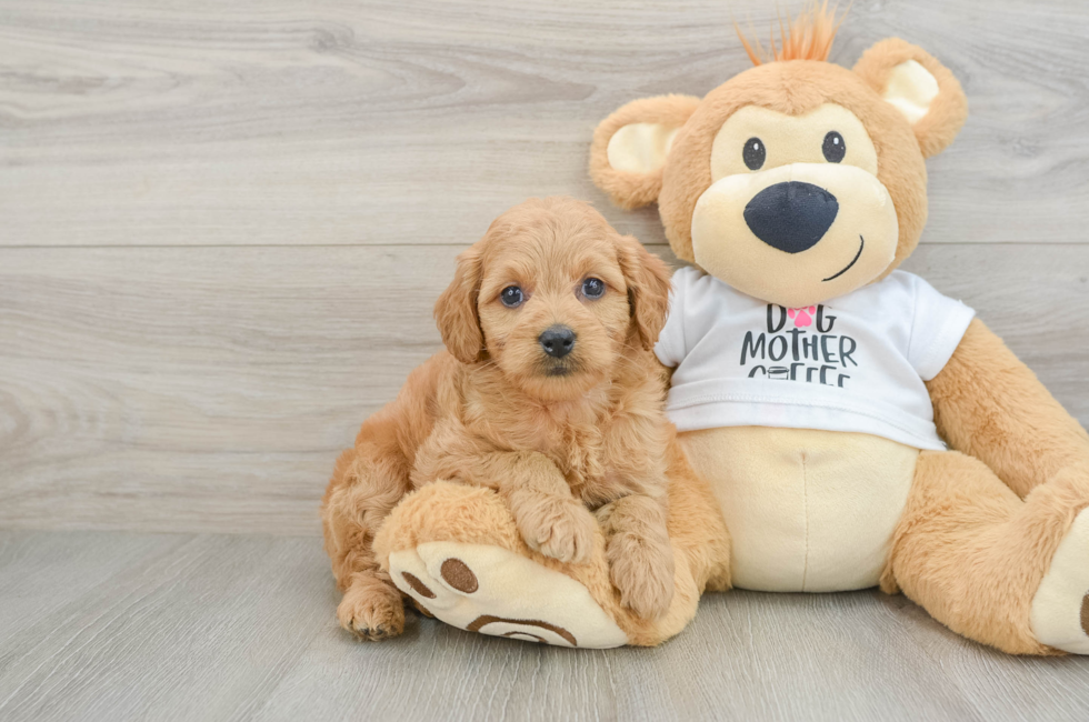 6 week old Mini Goldendoodle Puppy For Sale - Florida Fur Babies