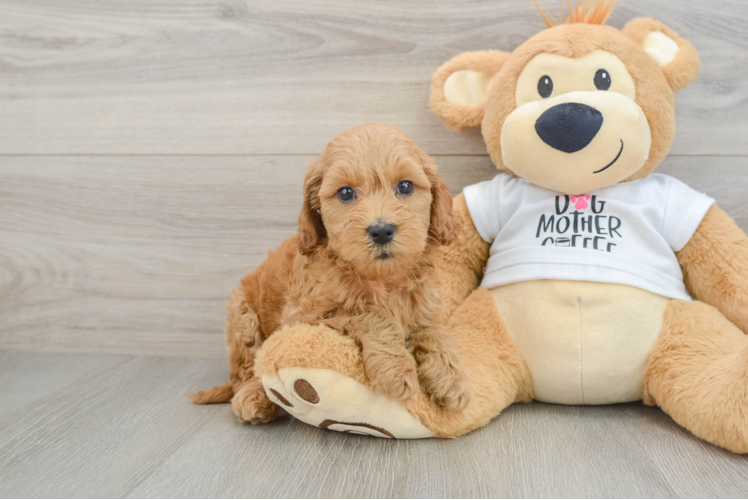 Best Mini Goldendoodle Baby