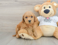 8 week old Mini Goldendoodle Puppy For Sale - Florida Fur Babies
