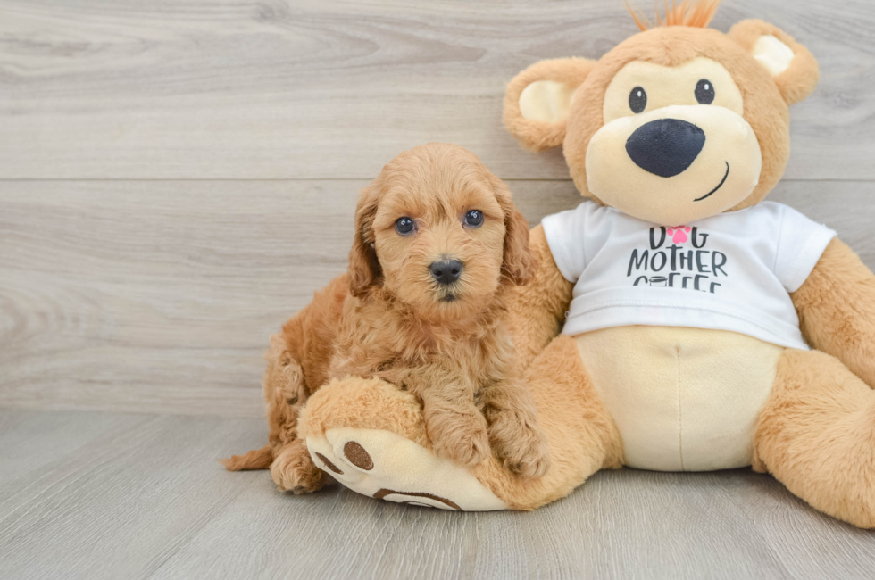 6 week old Mini Goldendoodle Puppy For Sale - Florida Fur Babies