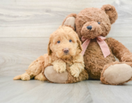 7 week old Mini Goldendoodle Puppy For Sale - Florida Fur Babies