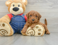 7 week old Mini Goldendoodle Puppy For Sale - Florida Fur Babies