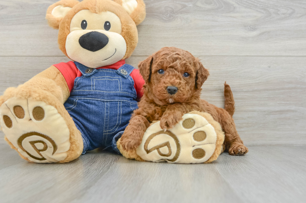 6 week old Mini Goldendoodle Puppy For Sale - Florida Fur Babies