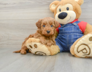 7 week old Mini Goldendoodle Puppy For Sale - Florida Fur Babies