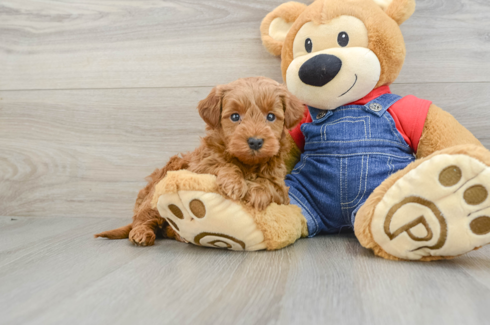 5 week old Mini Goldendoodle Puppy For Sale - Florida Fur Babies