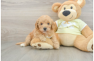 Little Mini Goldenpoo Poodle Mix Puppy