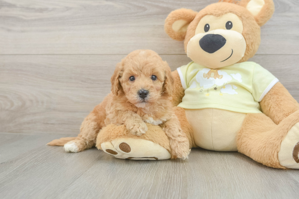 Little Mini Goldenpoo Poodle Mix Puppy
