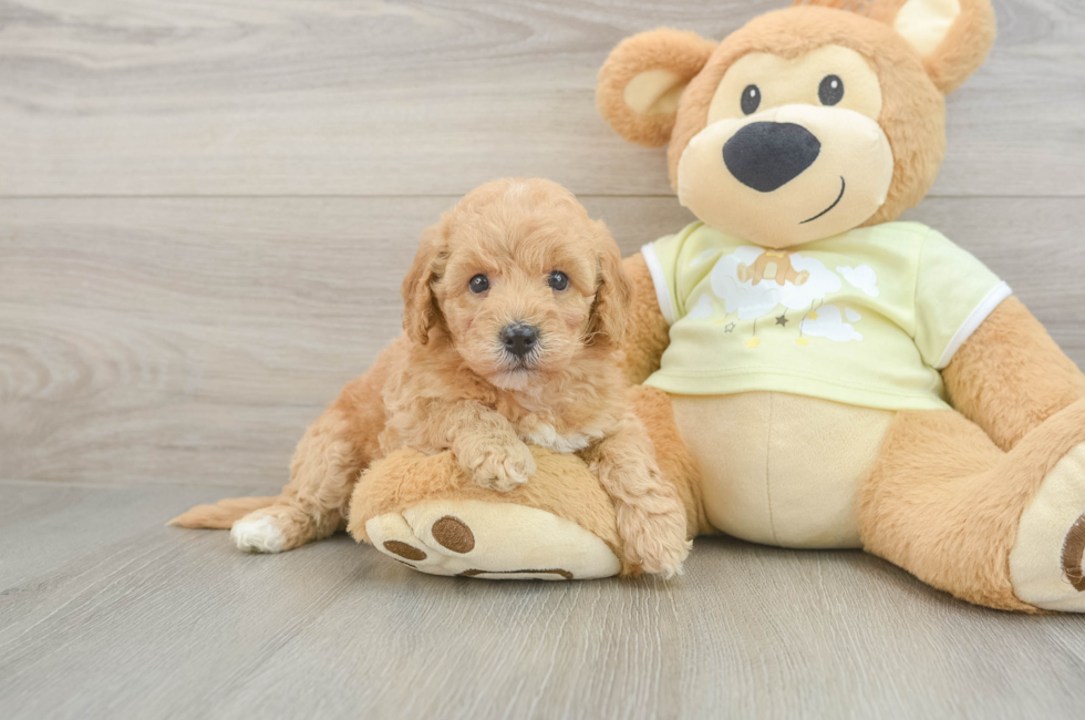5 week old Mini Goldendoodle Puppy For Sale - Florida Fur Babies