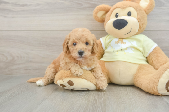 Little Mini Goldenpoo Poodle Mix Puppy