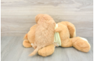 Smart Mini Goldendoodle Poodle Mix Pup