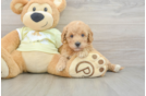 Adorable Golden Retriever Poodle Mix Poodle Mix Puppy