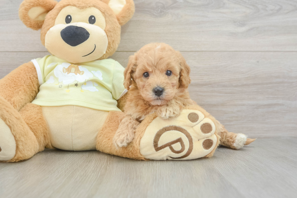 Adorable Golden Retriever Poodle Mix Poodle Mix Puppy