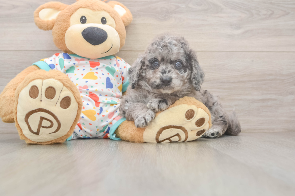 6 week old Mini Goldendoodle Puppy For Sale - Florida Fur Babies