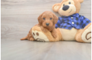 Best Mini Goldendoodle Baby