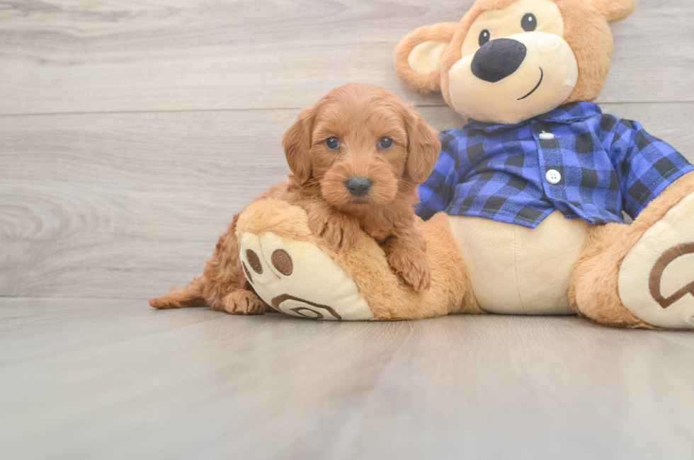 5 week old Mini Goldendoodle Puppy For Sale - Florida Fur Babies
