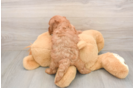 Best Mini Goldendoodle Baby