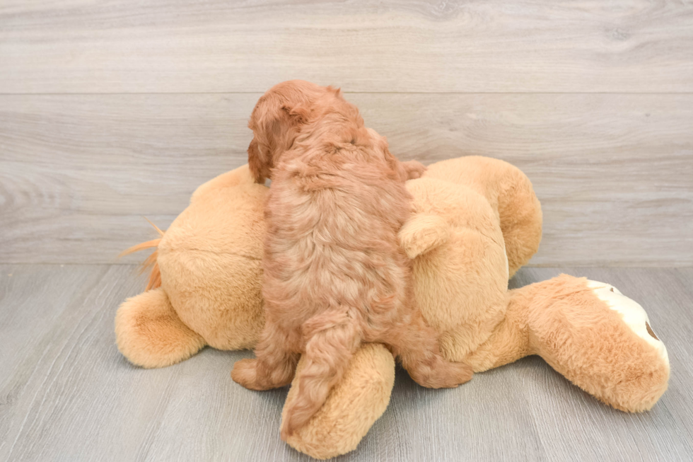 Best Mini Goldendoodle Baby