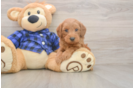 Mini Goldendoodle Pup Being Cute