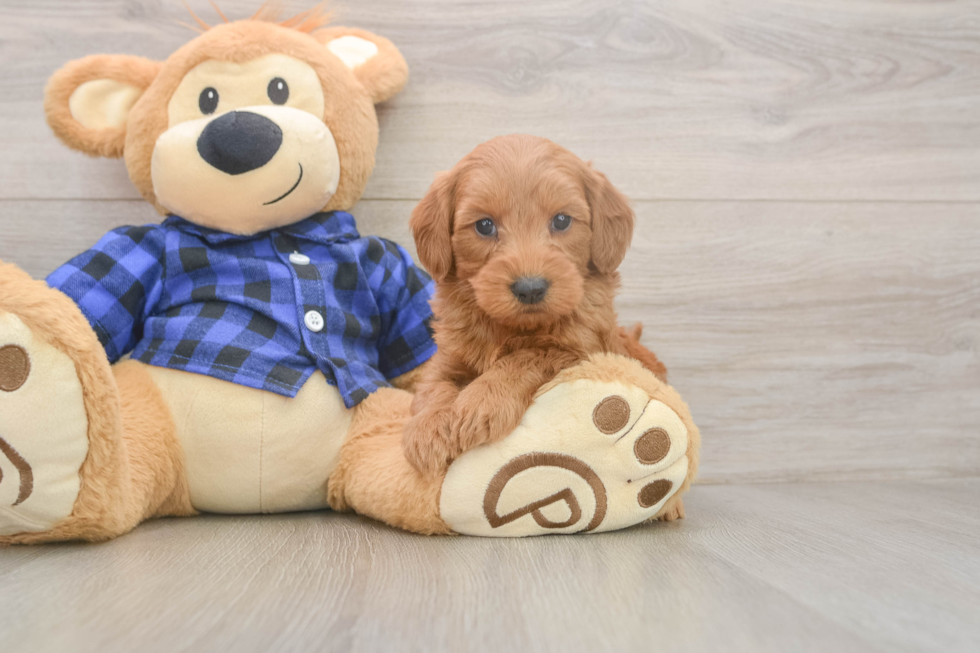 Mini Goldendoodle Pup Being Cute