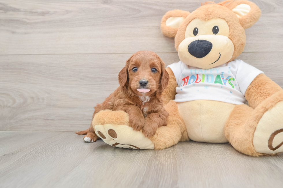 Mini Goldendoodle Pup Being Cute
