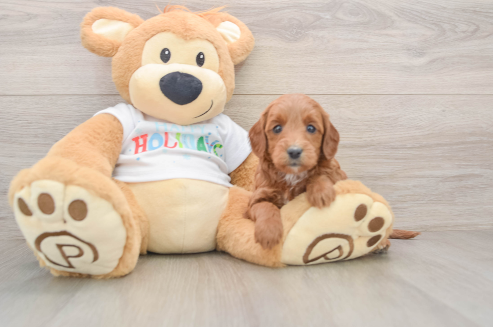 5 week old Mini Goldendoodle Puppy For Sale - Florida Fur Babies