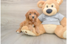 Friendly Mini Goldendoodle Baby