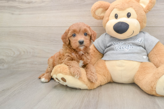 Friendly Mini Goldendoodle Baby