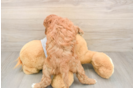 Popular Mini Goldendoodle Poodle Mix Pup