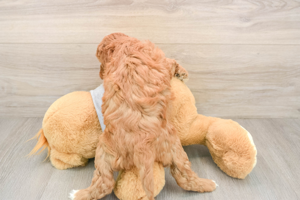 Popular Mini Goldendoodle Poodle Mix Pup